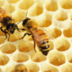 Les tâches des abeilles pendant leur vie
