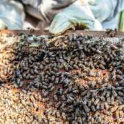 Article 26 : À propos de la cire d'abeille : utilisation et réglementation
