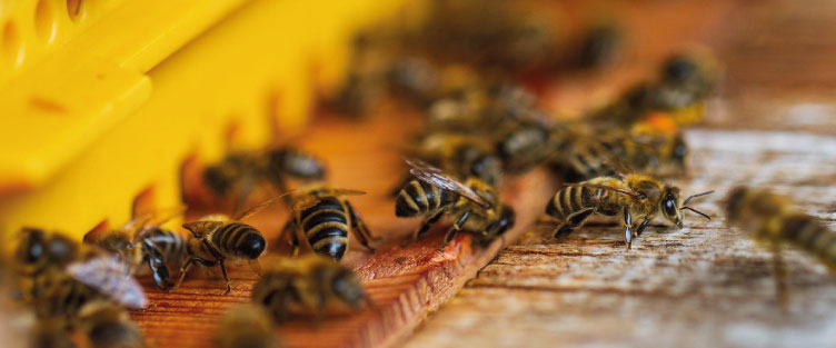 Article 27 : L'abeille mellifère, un superorganisme