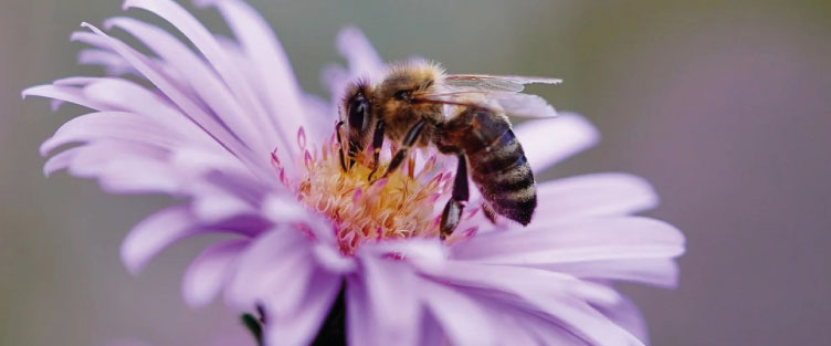 Article 30 : Miel et miellat : différences et caractéristiques