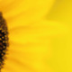 Article 31 : Les bienfaits de la pollinisation