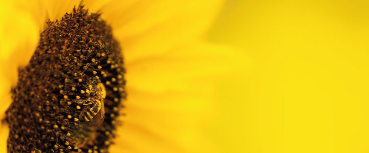 Article 31 : Les bienfaits de la pollinisation