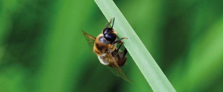 Article 32 : Les faux bourdons, mâles de la ruche