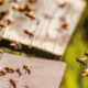 Article 36 : La danse des abeilles, quelques explications…
