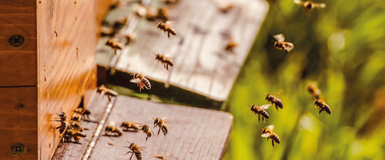 Article 36 : La danse des abeilles, quelques explications…