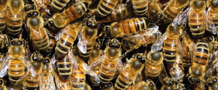 Article 37 : Les abeilles n'hibernent pas, elle se maintiennent au chaud en grappe