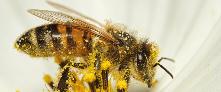 Article 41 : Les effets des champs magnétiques, les abeilles sont aussi concernées…