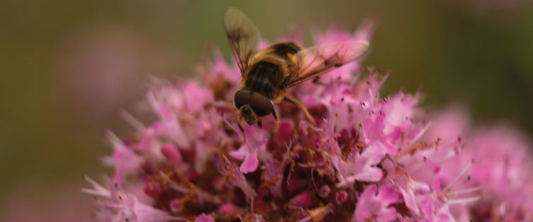 Le 20 et 22 mai : Célébrez les abeilles et la biodiversité